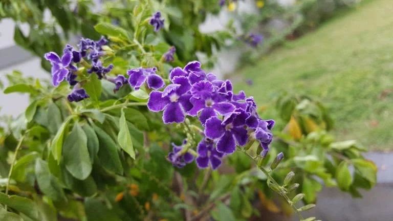 这些多年生的开花灌木 都能开出紫色的花 还能养成栅栏 紫色 灌木 栅栏 新浪新闻