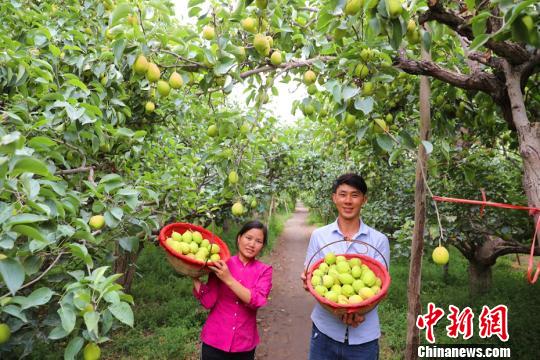 库尔勒城郊的沙依东园艺场一梨园里采摘工采摘的香梨。　杨厚伟 摄