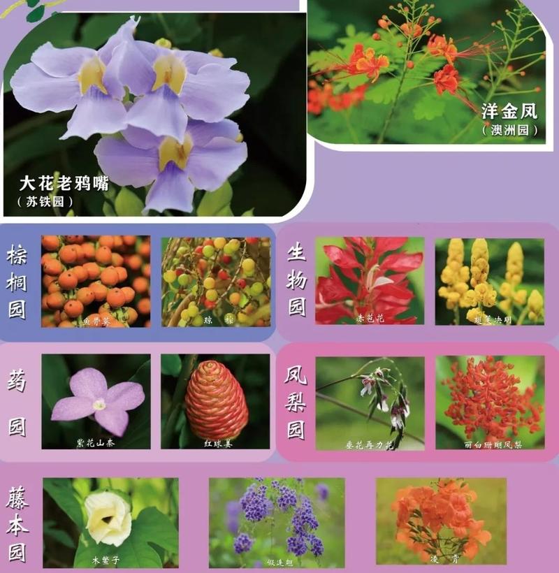 开学季 华南植物园9月繁花故事有点多