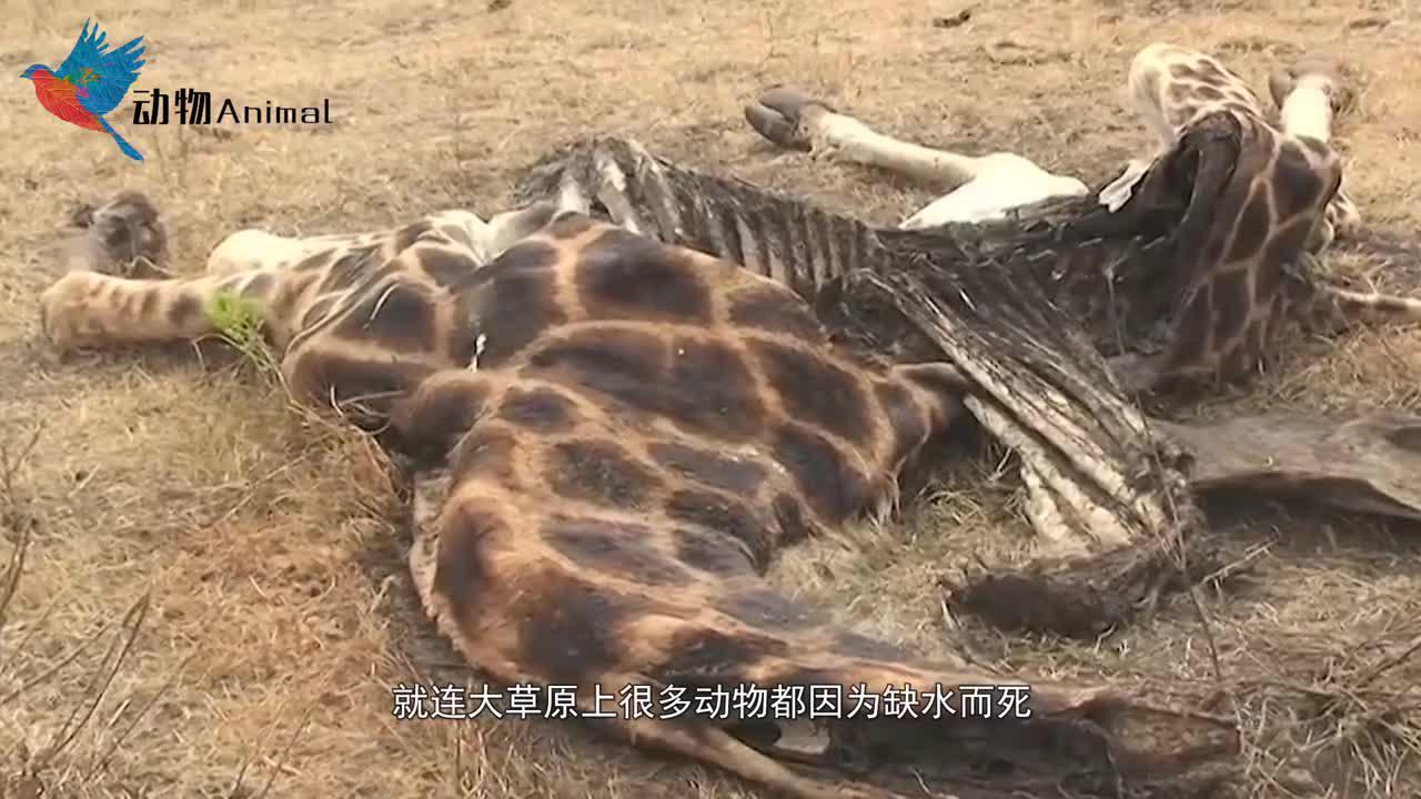 当送水车来到大草原，数千头饥渴的野牛围过来，但是做法让人意外