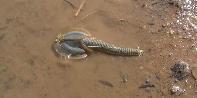 男子水边逮到神秘生物,专家说这竟是2亿年前生物"恐龙虾"