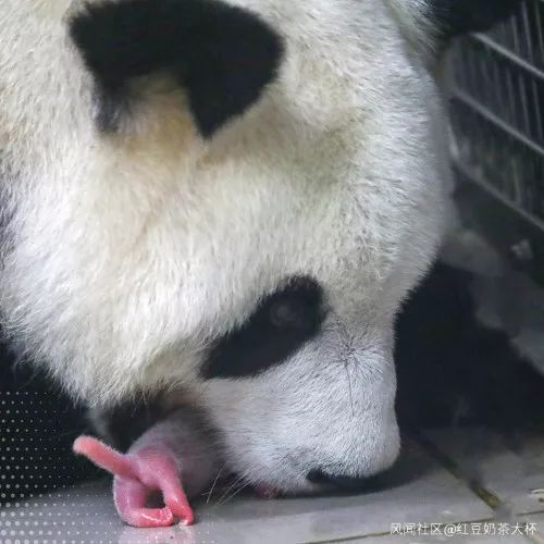 大熊猫“梦梦”和她的宝宝