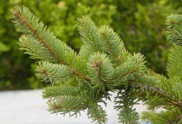 2亿年前的“活化石”树木，被称为“植物中的大熊猫”