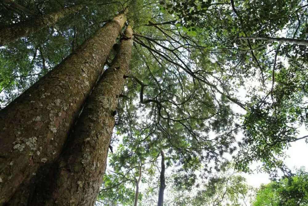 2亿年前的“活化石”树木，被称为“植物中的大熊猫”