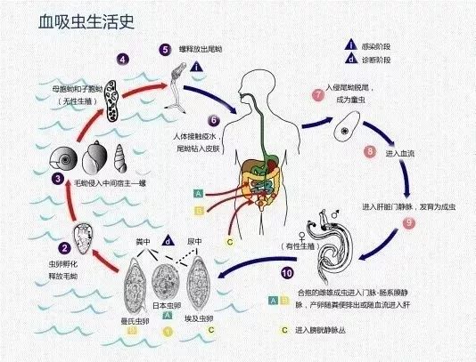 放心,你吃的不是钉螺 放心,你吃的不是钉螺
