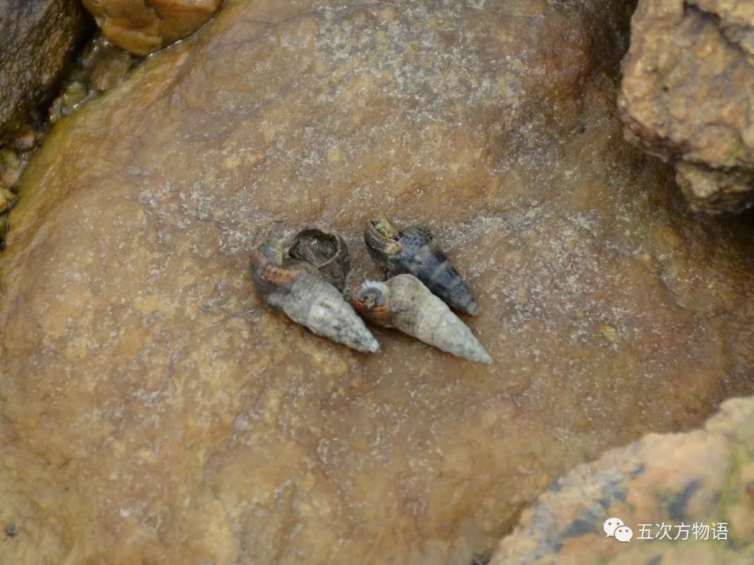 放心,你吃的不是钉螺 放心,你吃的不是钉螺