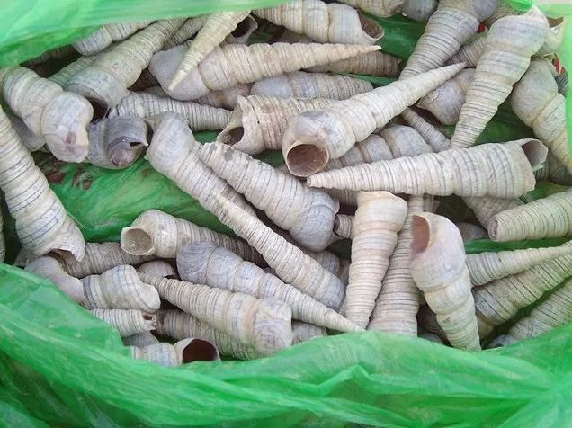 放心,你吃的不是钉螺 放心,你吃的不是钉螺