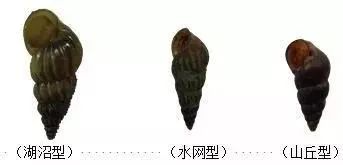 放心,你吃的不是钉螺 放心,你吃的不是钉螺