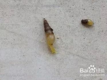 放心,你吃的不是钉螺 放心,你吃的不是钉螺