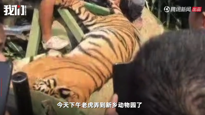 ▲老虎脱逃马戏团两人被刑拘 涉嫌危害公共安全。新京报我们视频截图