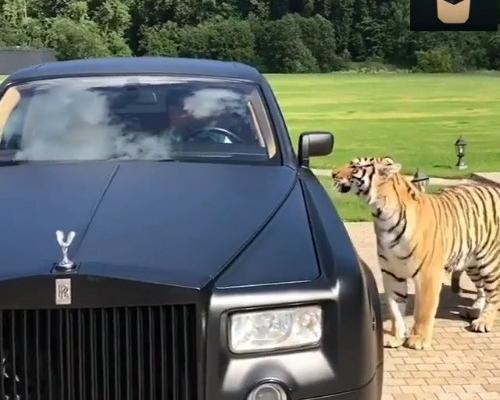 汽车视频：bbq1坐劳斯莱斯出门的老虎~