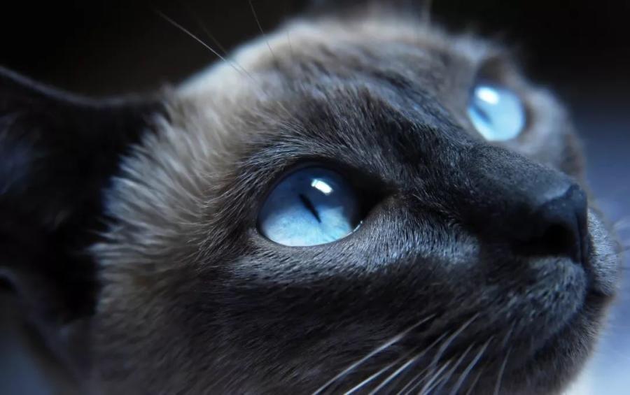 它是罕见的猫咪品种,拥有无可替代的蓝眼睛,却被禁止繁育