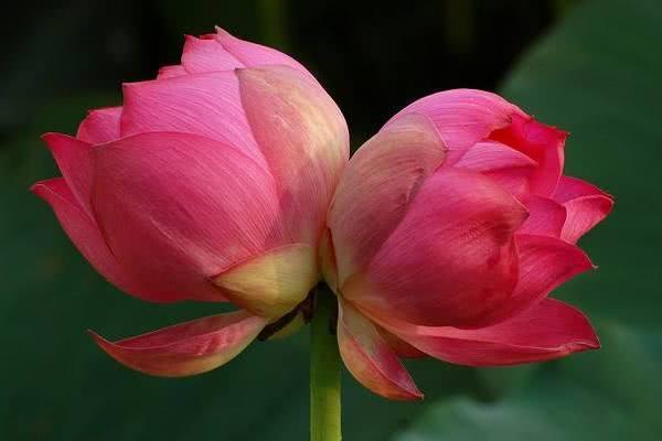 心理测试:选1朵并蒂花,测你和ta的缘分是深是浅
