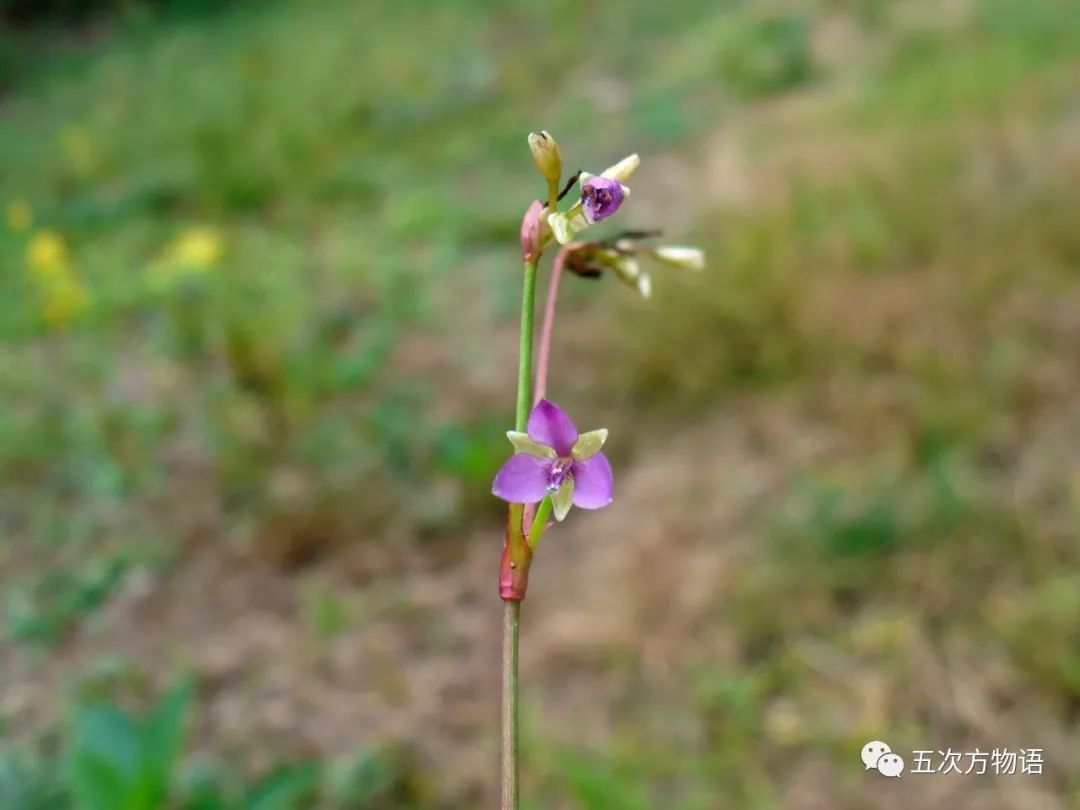 鸭跖草,秋日草丛中的蓝蝴蝶 鸭跖草,秋日草丛中的蓝蝴蝶