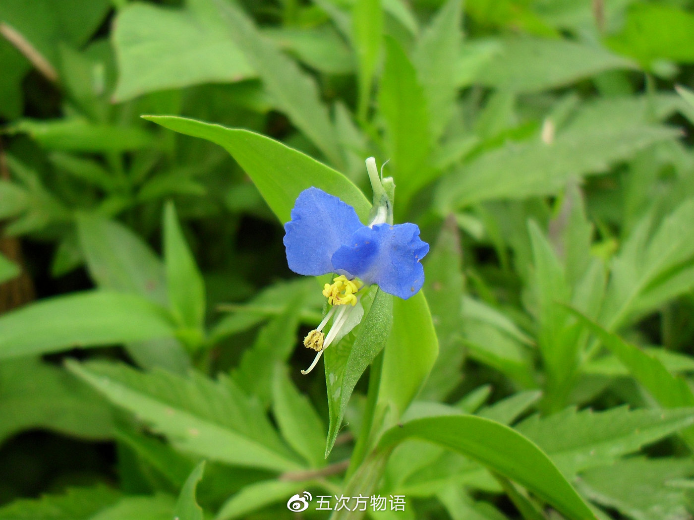 鸭跖草，秋日草丛中的蓝蝴蝶