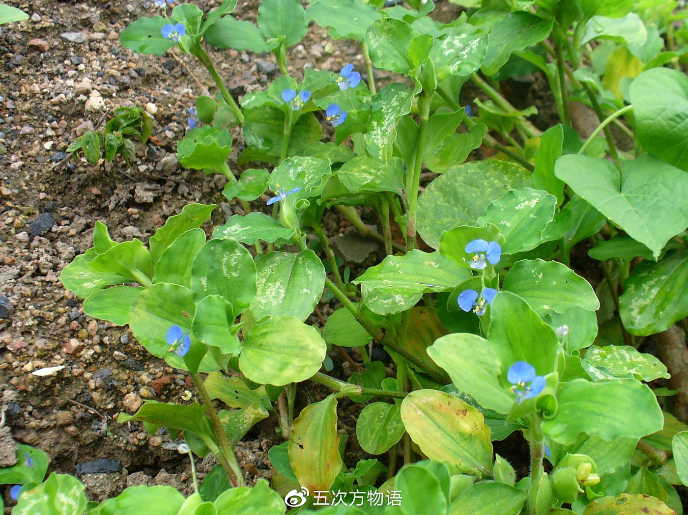 鸭跖草,秋日草丛中的蓝蝴蝶 鸭跖草,秋日草丛中的蓝蝴蝶