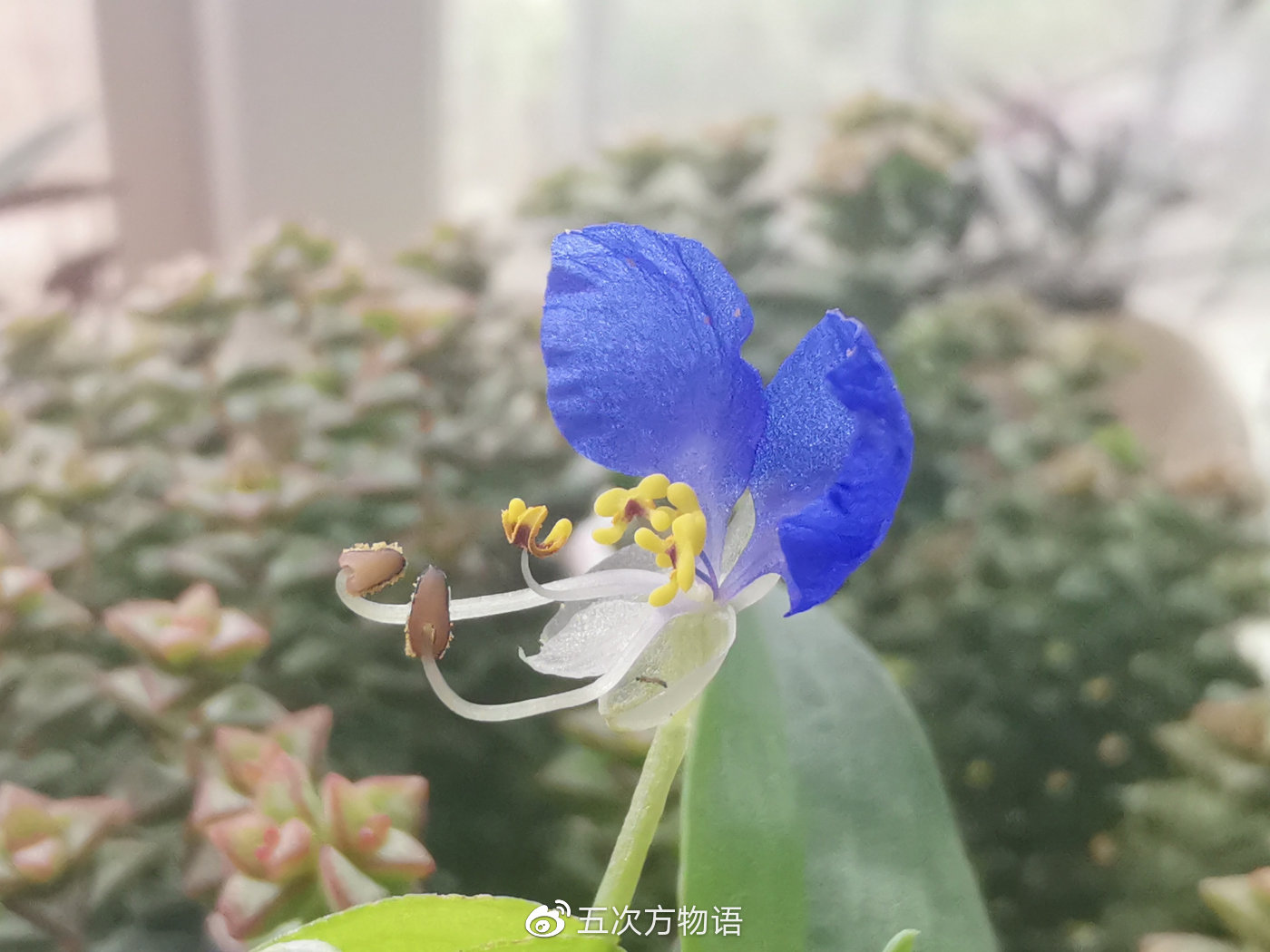 鸭跖草,秋日草丛中的蓝蝴蝶 鸭跖草,秋日草丛中的蓝蝴蝶