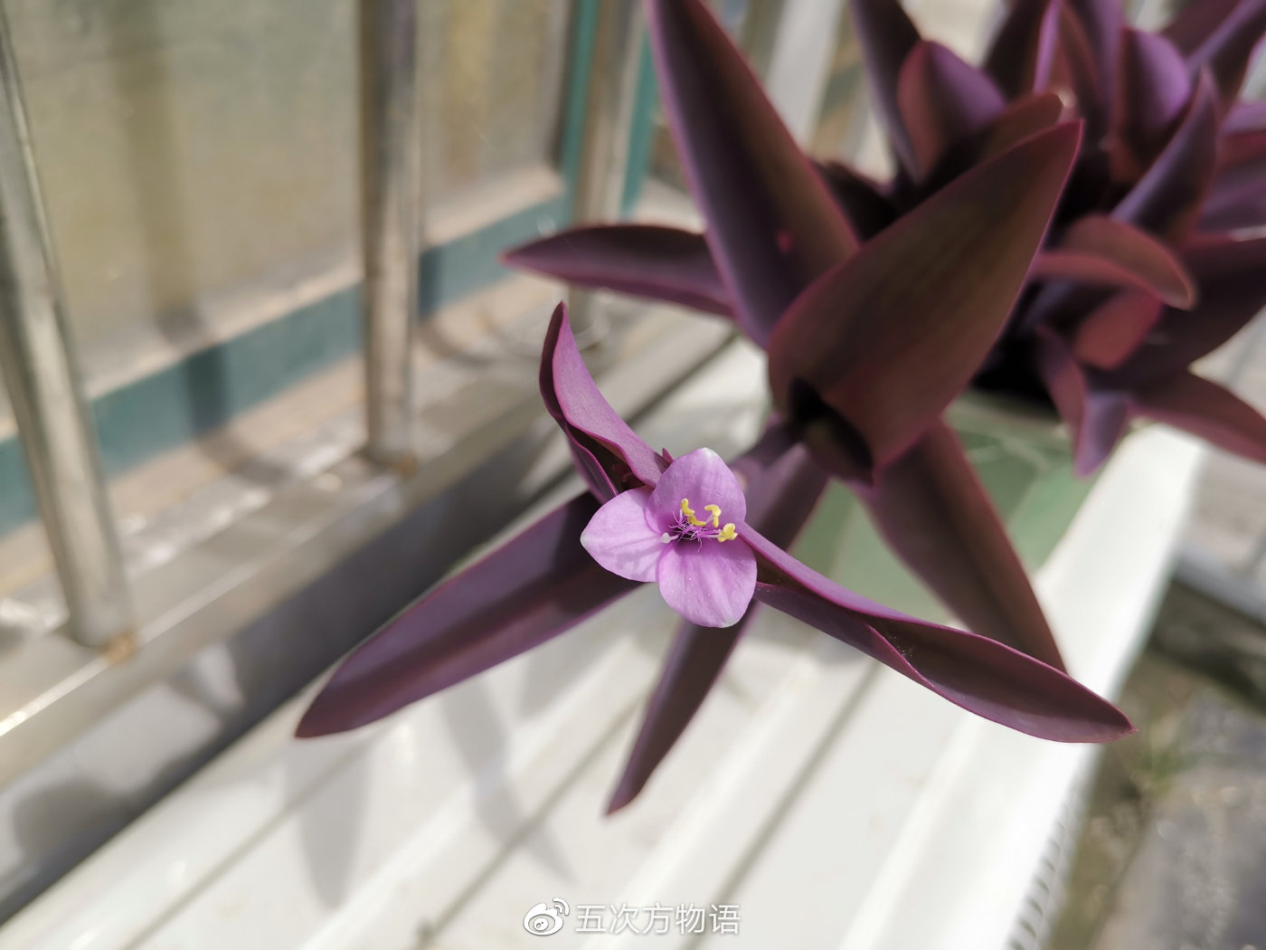 鸭跖草,秋日草丛中的蓝蝴蝶 鸭跖草,秋日草丛中的蓝蝴蝶