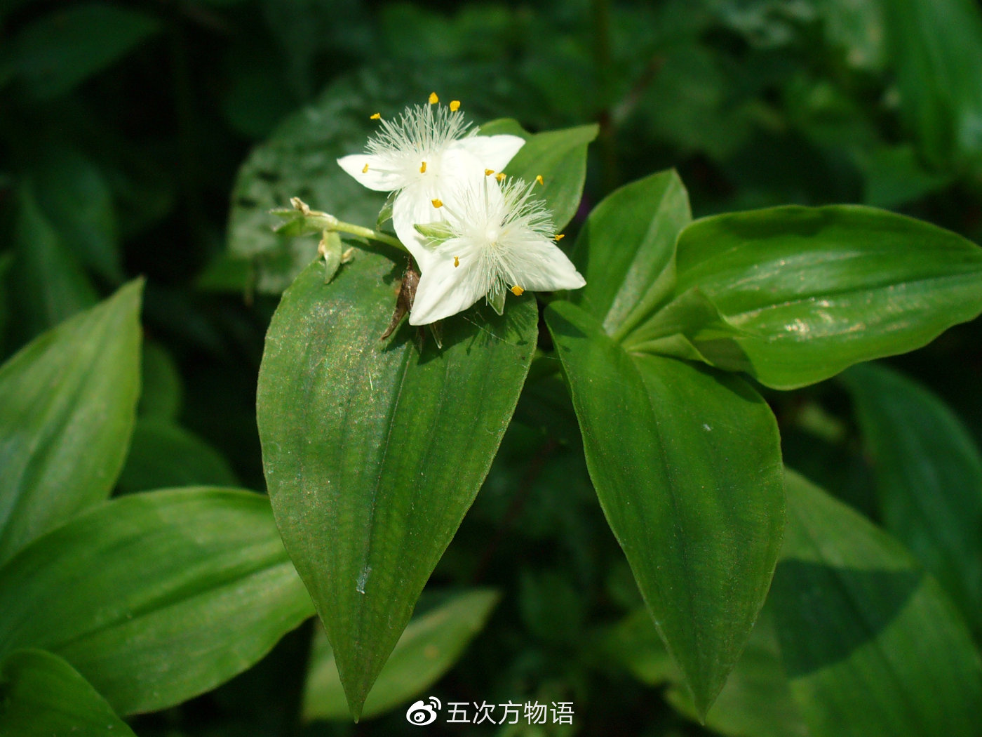 鸭跖草,秋日草丛中的蓝蝴蝶 鸭跖草,秋日草丛中的蓝蝴蝶