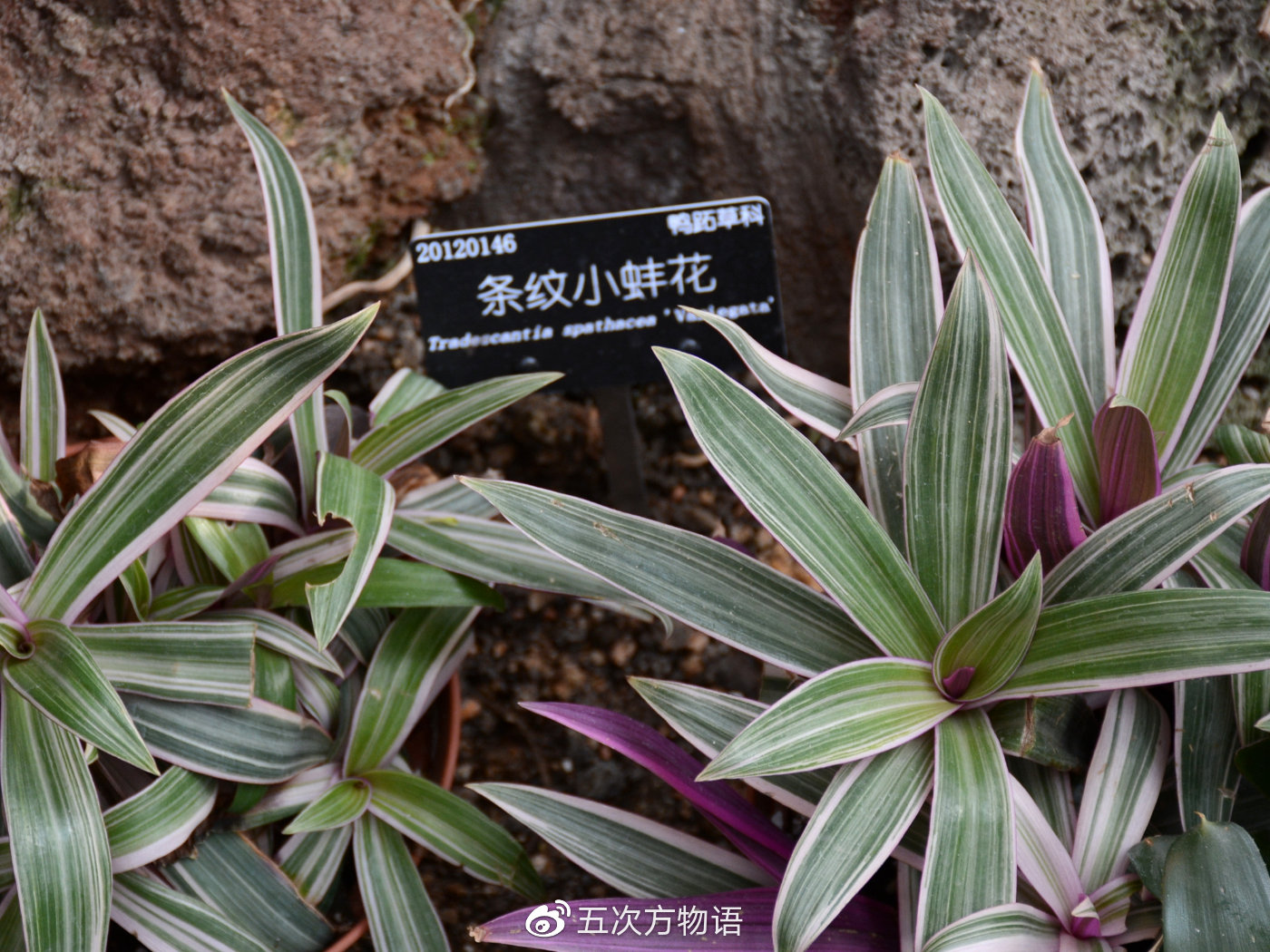鸭跖草,秋日草丛中的蓝蝴蝶 鸭跖草,秋日草丛中的蓝蝴蝶
