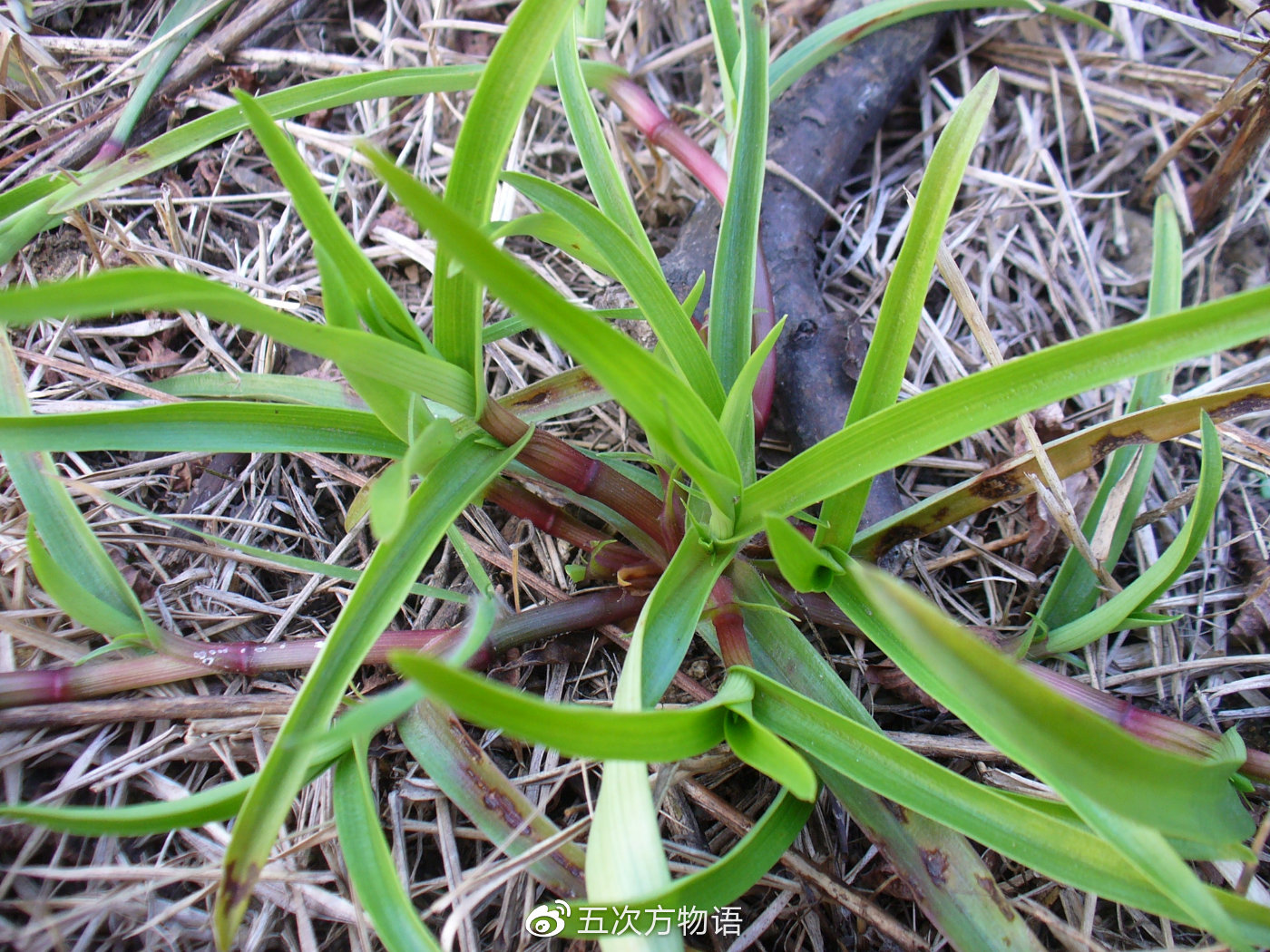 鸭跖草,秋日草丛中的蓝蝴蝶 鸭跖草,秋日草丛中的蓝蝴蝶