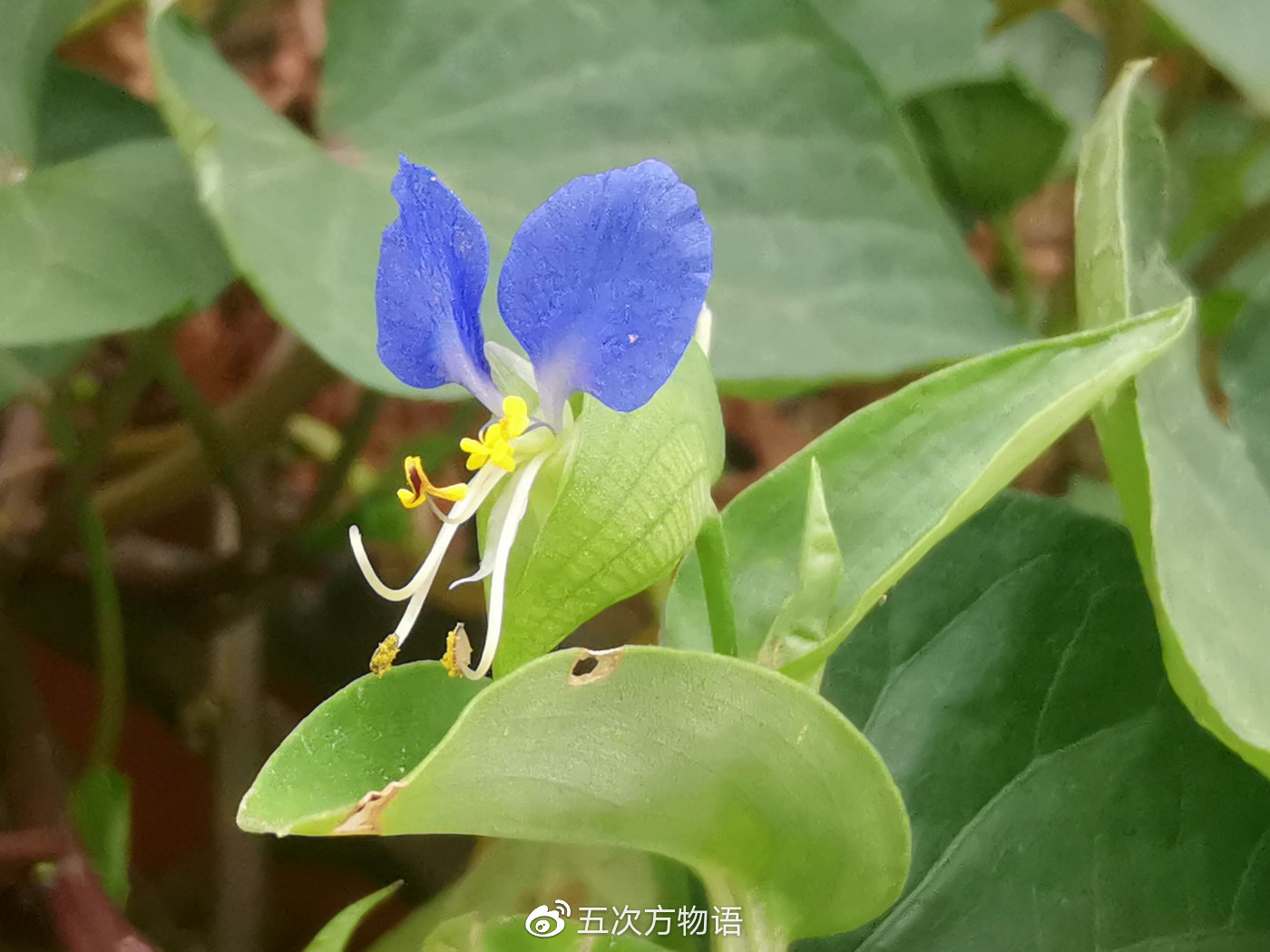 鸭跖草，秋日草丛中的蓝蝴蝶