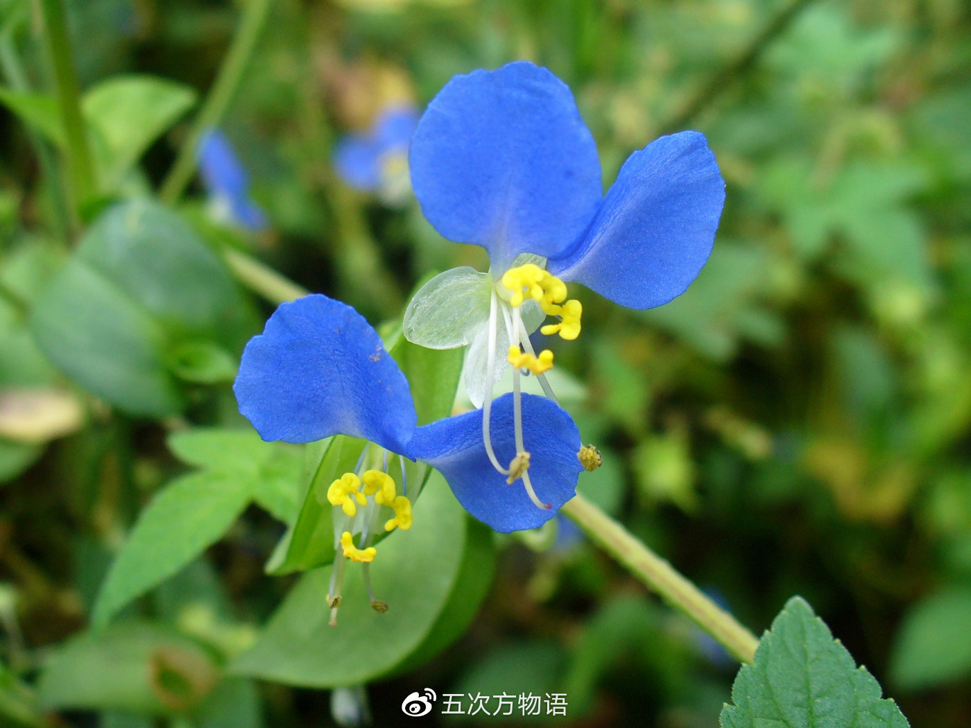 鸭跖草，秋日草丛中的蓝蝴蝶