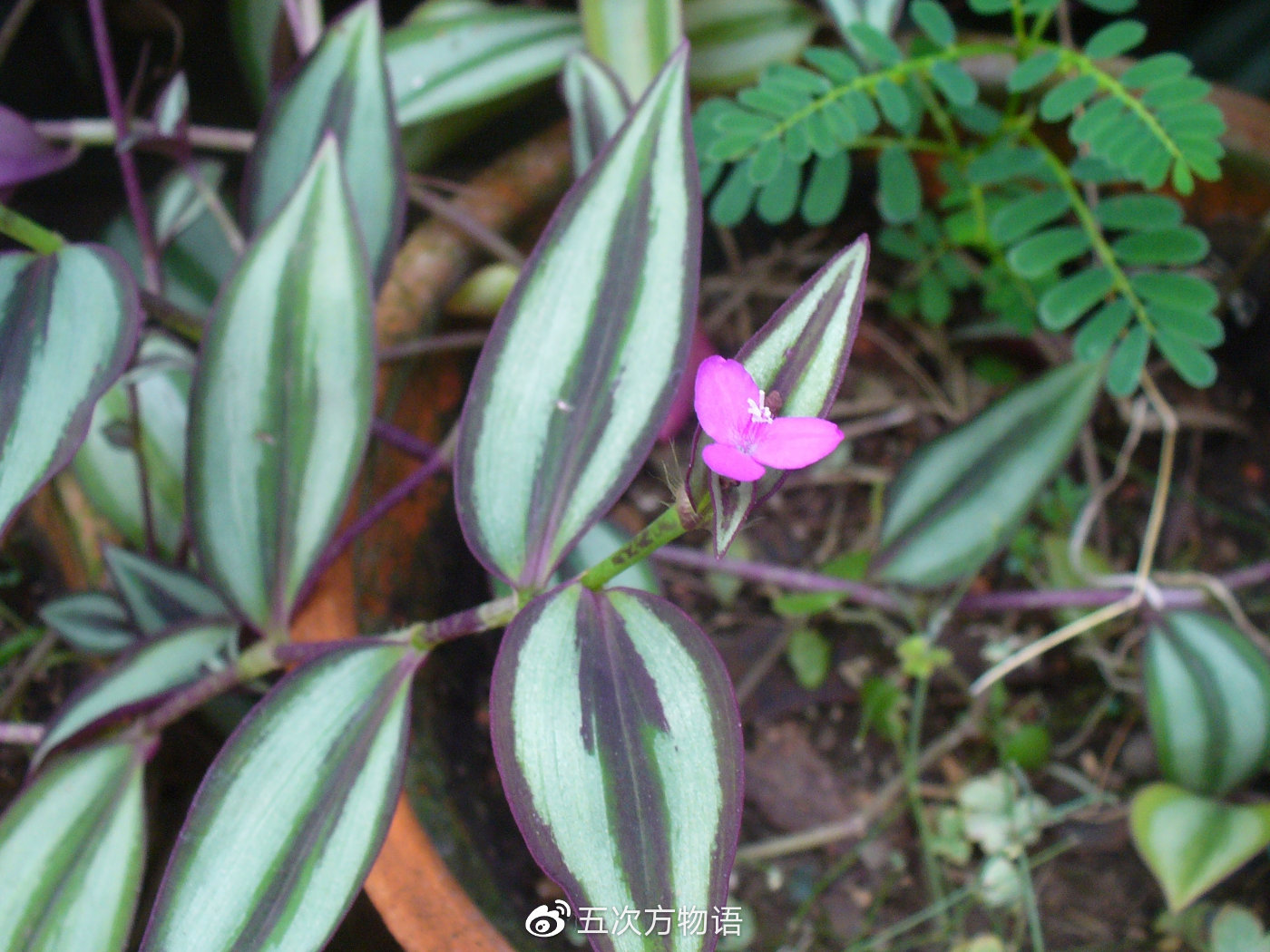 鸭跖草,秋日草丛中的蓝蝴蝶 鸭跖草,秋日草丛中的蓝蝴蝶