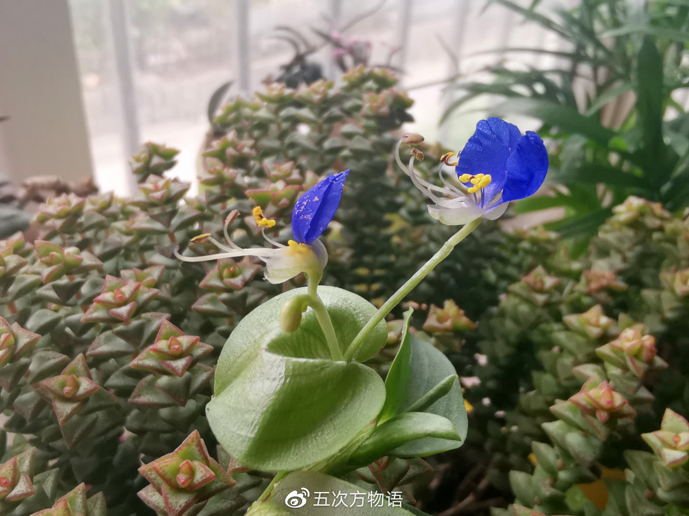 鸭跖草,秋日草丛中的蓝蝴蝶 鸭跖草,秋日草丛中的蓝蝴蝶