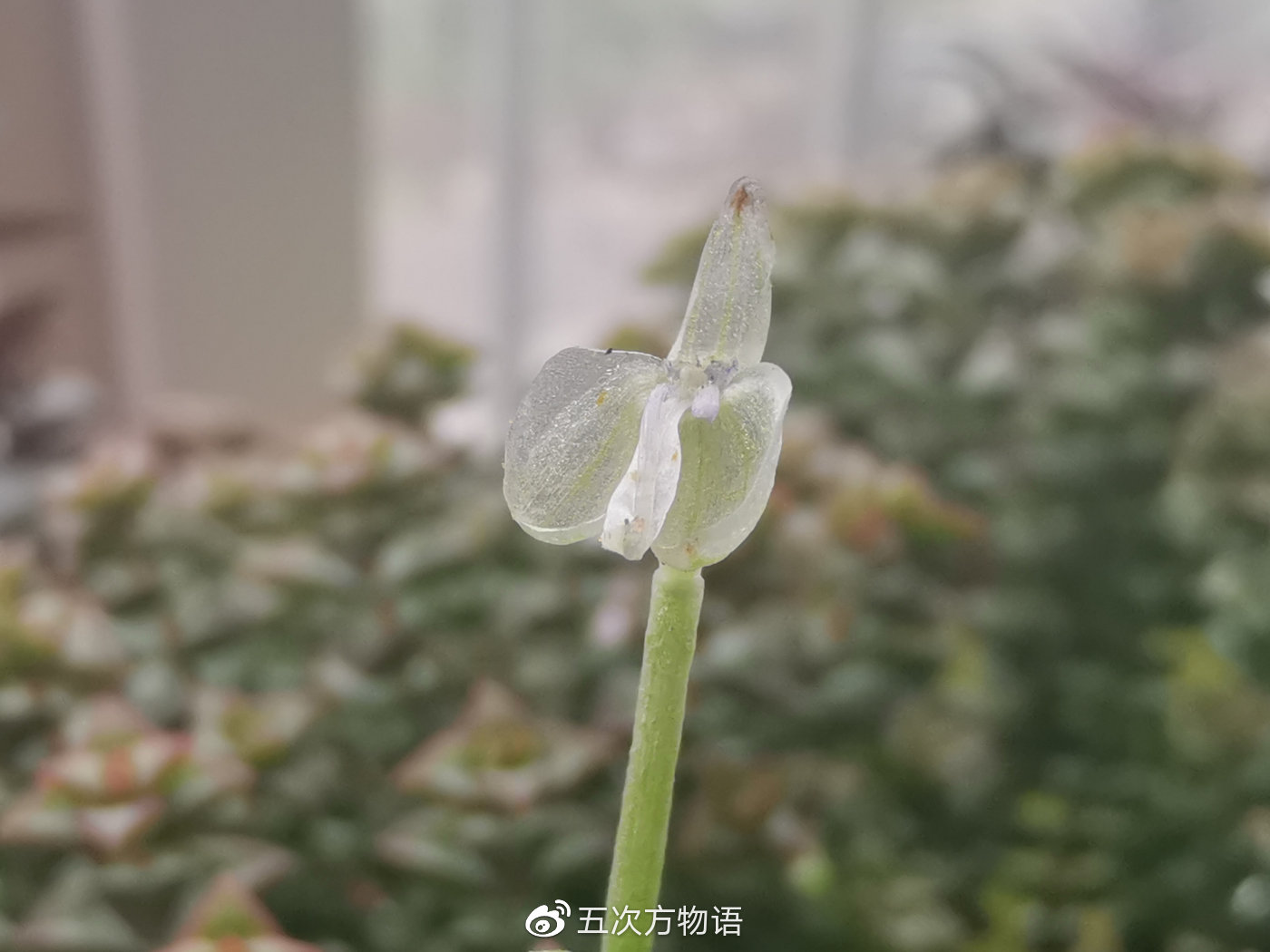 鸭跖草,秋日草丛中的蓝蝴蝶 鸭跖草,秋日草丛中的蓝蝴蝶