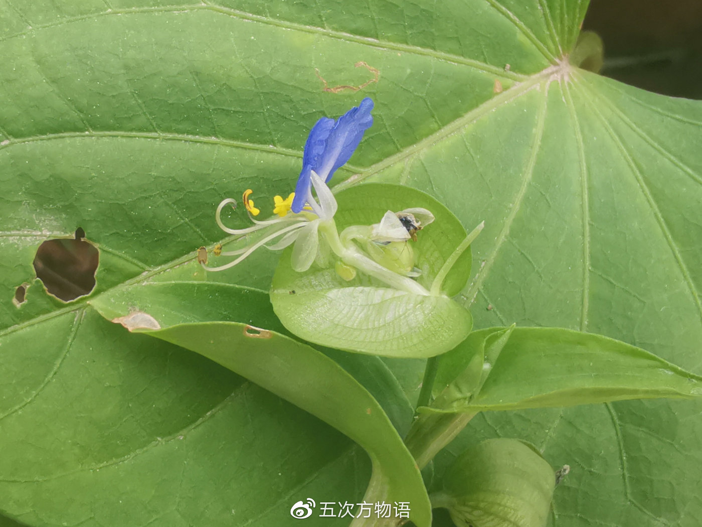 鸭跖草，秋日草丛中的蓝蝴蝶