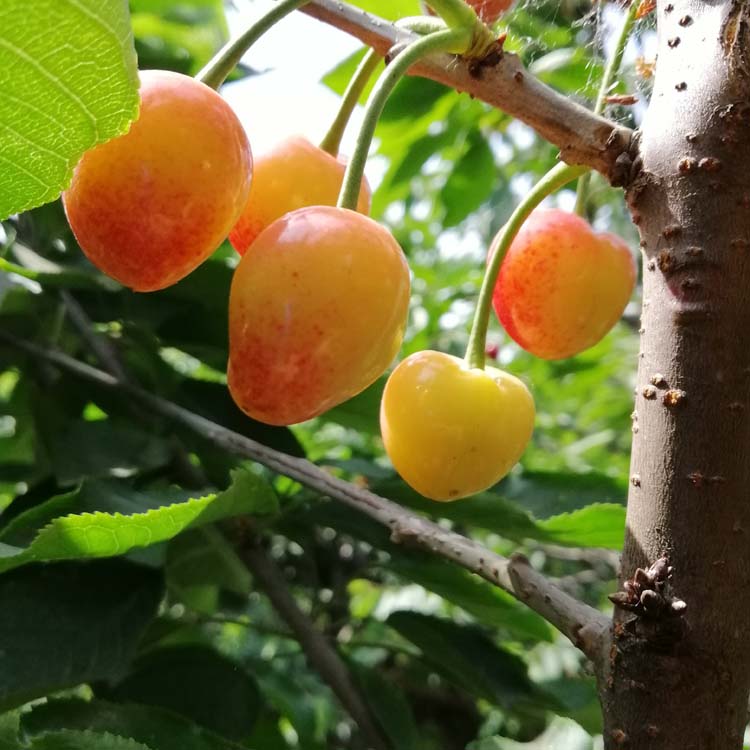 大樱桃2020新品种排名_20余个车厘子新品种等你来品尝!茂县2020首届“车厘