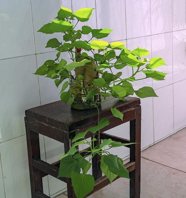 秋天剪下1根红薯藤,插盆土里,能吃一个冬天,收获一茬又一茬!