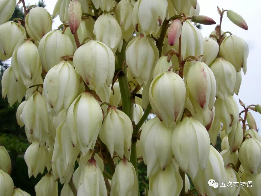 凤尾丝兰:我只是剑麻的亲戚 凤尾丝兰:我只是剑麻的亲戚