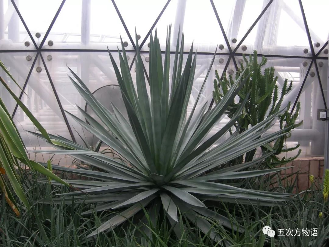 凤尾丝兰:我只是剑麻的亲戚 凤尾丝兰:我只是剑麻的亲戚