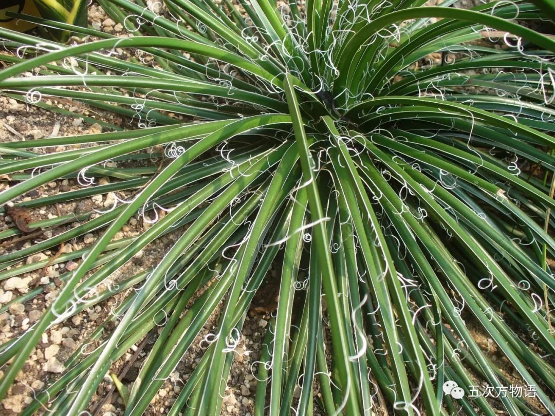 凤尾丝兰:我只是剑麻的亲戚 凤尾丝兰:我只是剑麻的亲戚