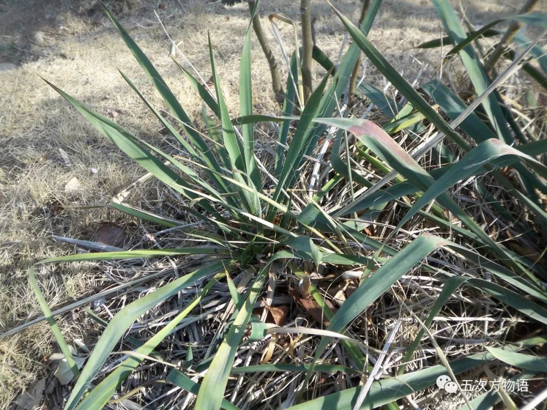 凤尾丝兰:我只是剑麻的亲戚 凤尾丝兰:我只是剑麻的亲戚