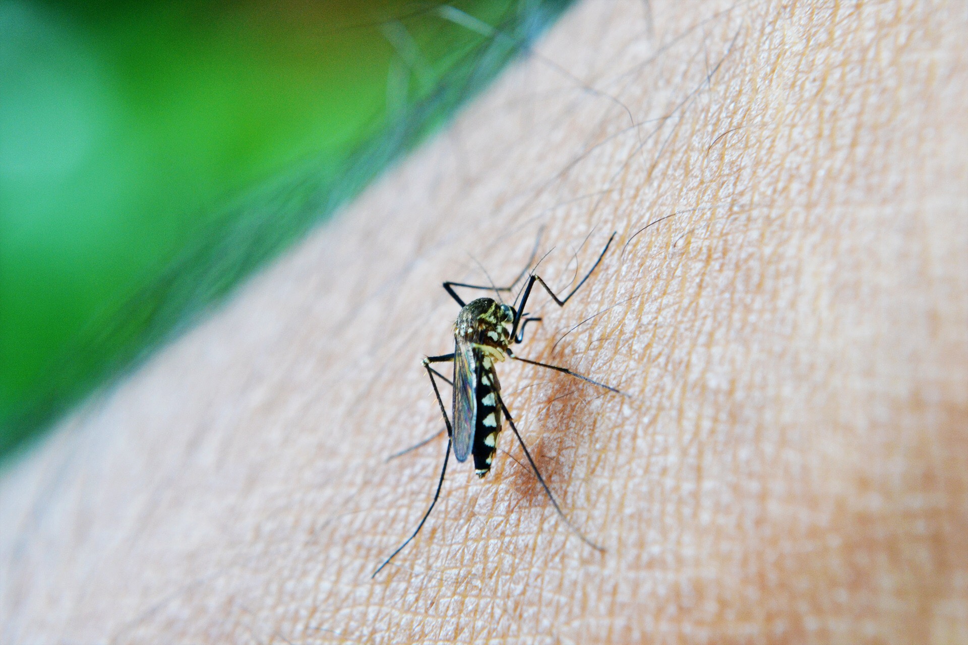 糖友更招蚊子？家蝇能否传播新冠病毒？爱国卫生运动“四害”防控90问发布