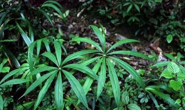 农村一张野草，是农民致富的好项目，现在亩产值高达30000元