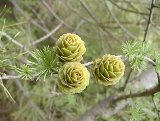 地球上最原始的 活化石 裸子植物 几乎从恐龙时代存活到了现在