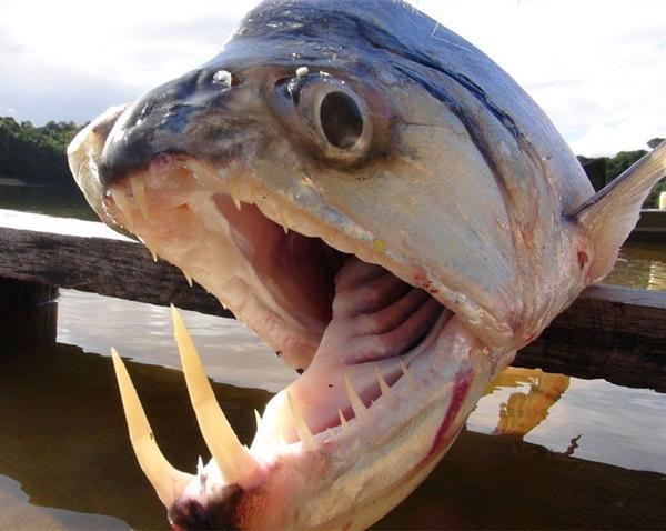 由于吸血鬼鱼的牙齿长得非常锋利,这也就能让它们成为河流上的恐怖