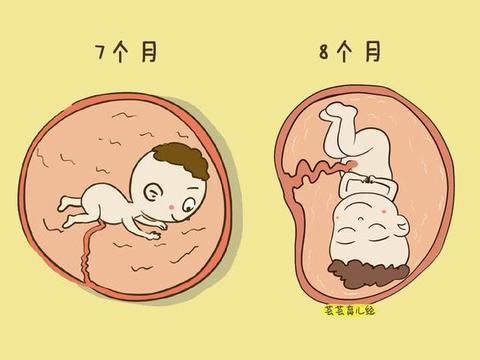 胎儿七活八不活？其实许多人都理解错了，科学解释是这样的