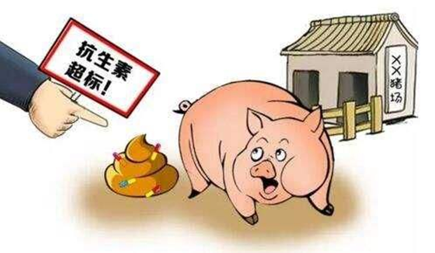 明年饲料抗禁将全面实施?生猪喂养红线不能破,养殖户该有所准备
