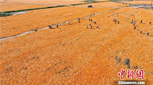 甘肃张掖种植的80万亩制种玉米大获丰收，田间地头处处现“金色海洋”。　王将 摄