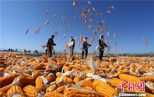 图为农户们翻晒收获的玉米。　王将 摄