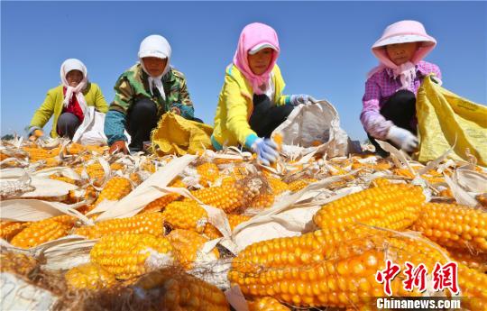 甘肃张掖是国家级玉米制种基地，种植面积达80万亩。　王将 摄