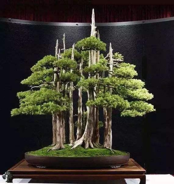 水盤　盆栽鉢　時代水庄園長方水盤水石40x26x3cm 水盤 盆栽鉢 時代水庄園長方水盤水石40x26x3cm