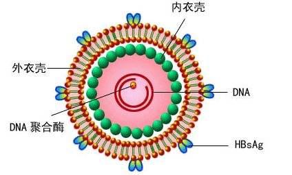 脂肪肝引起谷草高严重吗