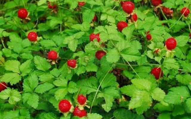 一种"蛇泡草",秋季结"小红果",长路边无人摘,你敢吃吗?