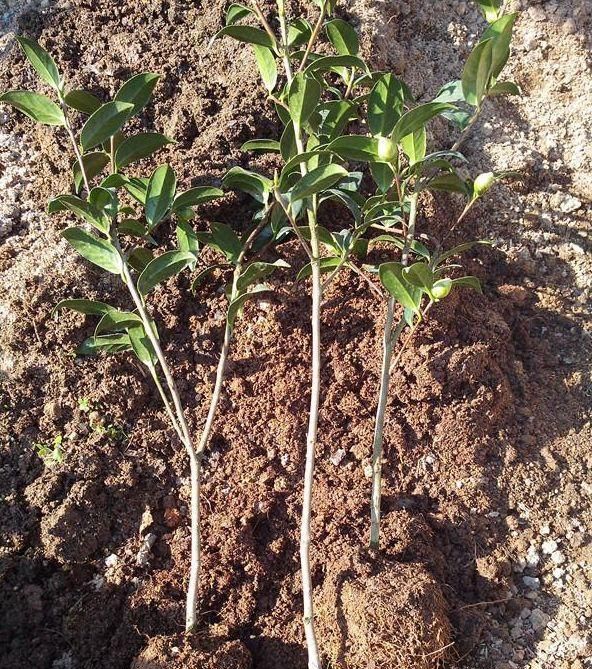 3根茶花小苗绑一起,枝条成倍长,又粗又壮,年年开花数不清!